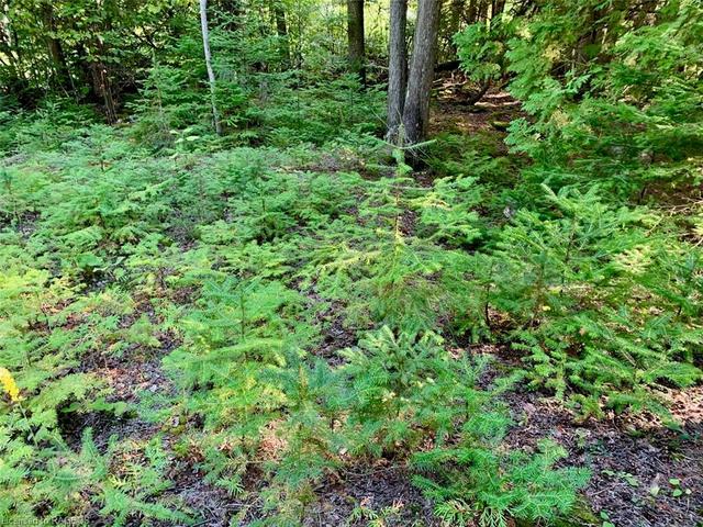 Great ground cover and new sapling trees. | Image 3