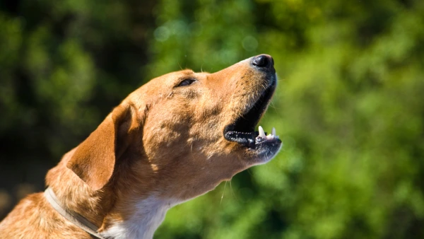 Neighbors shops dog wont s barking