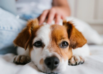 An up close shot of a dog