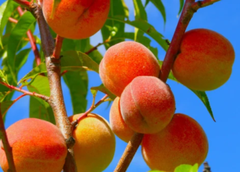 A close-up of a peach tree