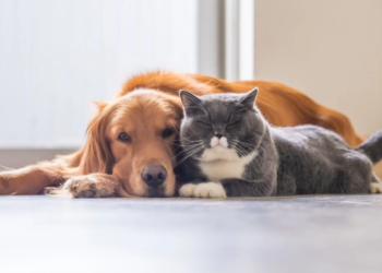 A dog and cat sitting on the floor together
