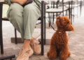 Brown dog waiting at the feet of its owner at an outdoor cafe.