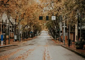 Autumn tree lined street in a city