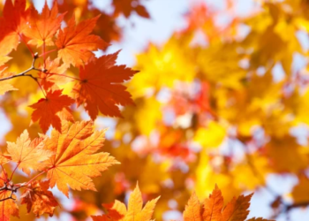 Fall-colored leaves