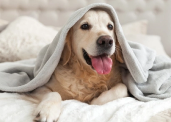 A dog wrapped in a blanket on a bed.