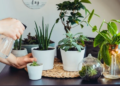 Someone watering a bunch of houseplants